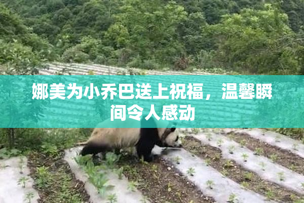 娜美为小乔巴送上祝福，温馨瞬间令人感动