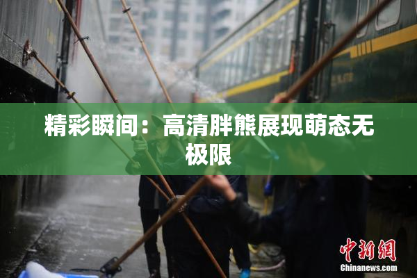 精彩瞬间：高清胖熊展现萌态无极限