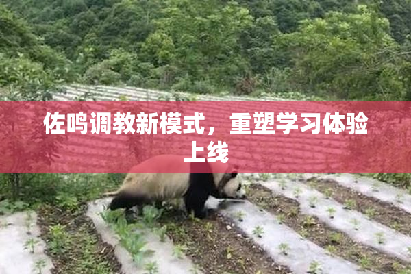 佐鸣调教新模式，重塑学习体验上线