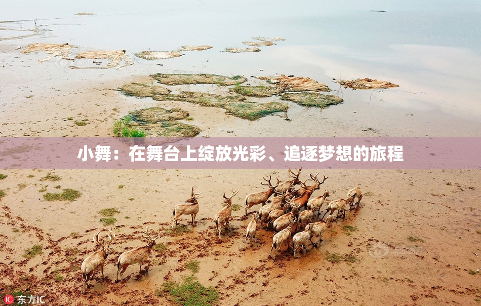 小舞：在舞台上绽放光彩、追逐梦想的旅程