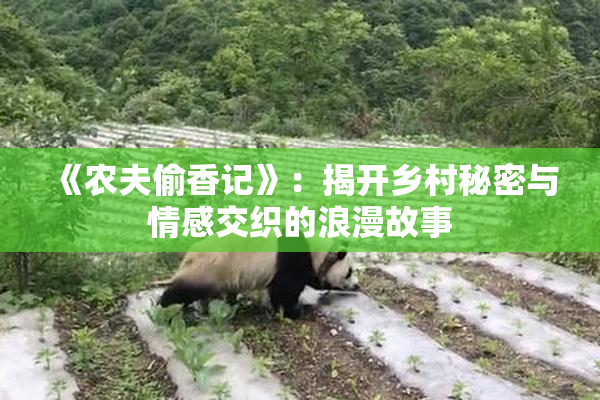 《农夫偷香记》：揭开乡村秘密与情感交织的浪漫故事