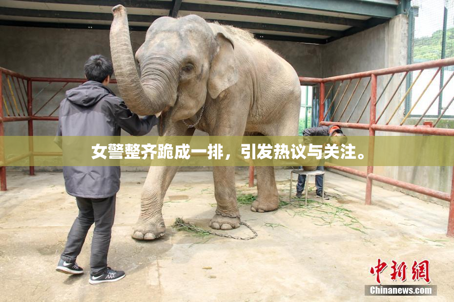 女警整齐跪成一排，引发热议与关注。