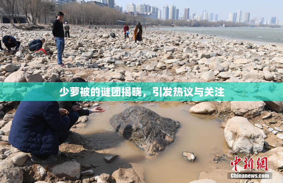 少萝被的谜团揭晓，引发热议与关注