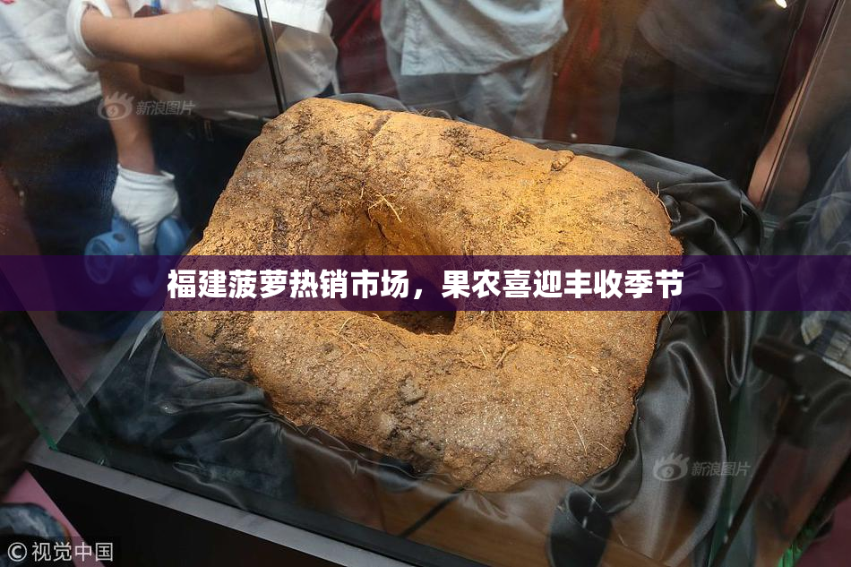 福建菠萝热销市场，果农喜迎丰收季节