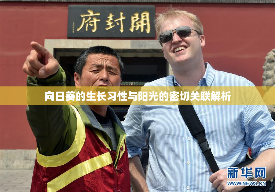 向日葵的生长习性与阳光的密切关联解析