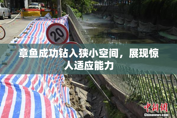 章鱼成功钻入狭小空间，展现惊人适应能力