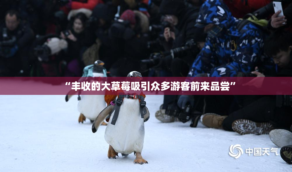 “丰收的大草莓吸引众多游客前来品尝”