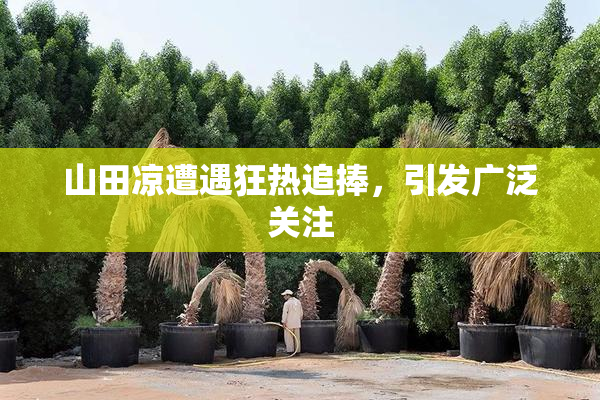 山田凉遭遇狂热追捧，引发广泛关注
