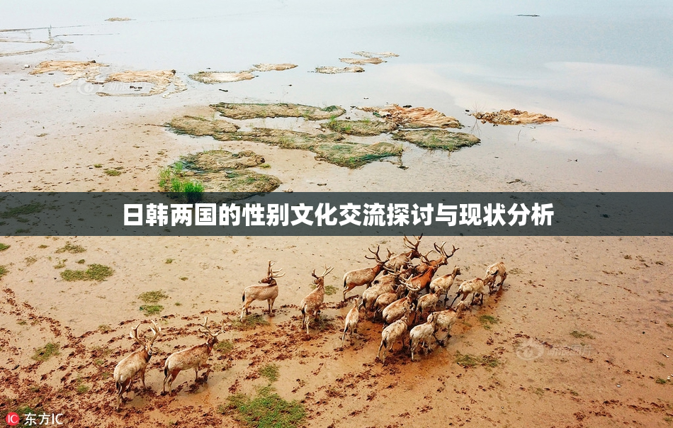日韩两国的性别文化交流探讨与现状分析