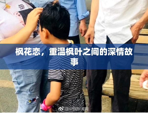 枫花恋，重温枫叶之间的深情故事