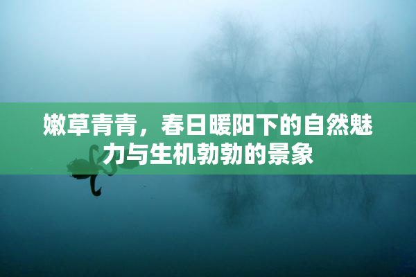 嫩草青青，春日暖阳下的自然魅力与生机勃勃的景象