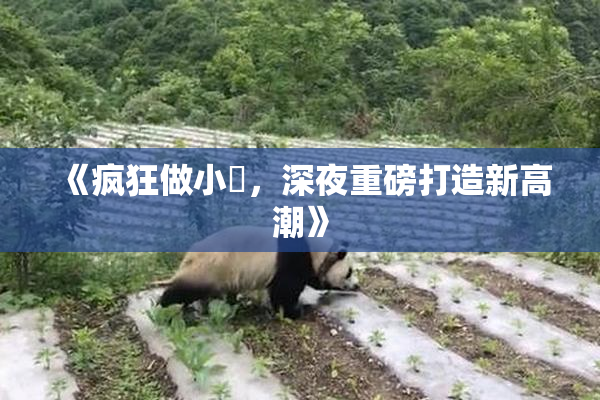 《疯狂做小泬，深夜重磅打造新高潮》