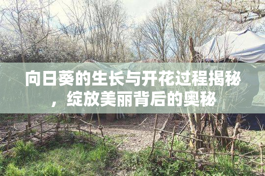 向日葵的生长与开花过程揭秘，绽放美丽背后的奥秘