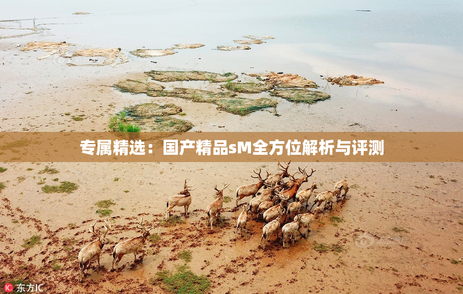 专属精选：国产精品sM全方位解析与评测