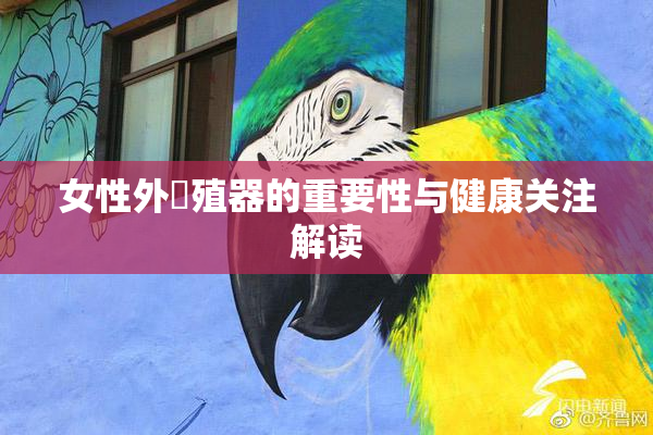 女性外夝殖器的重要性与健康关注解读