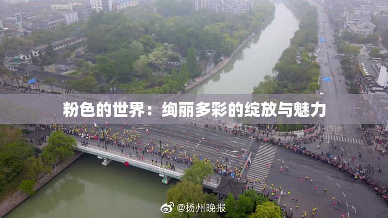 粉色的世界：绚丽多彩的绽放与魅力