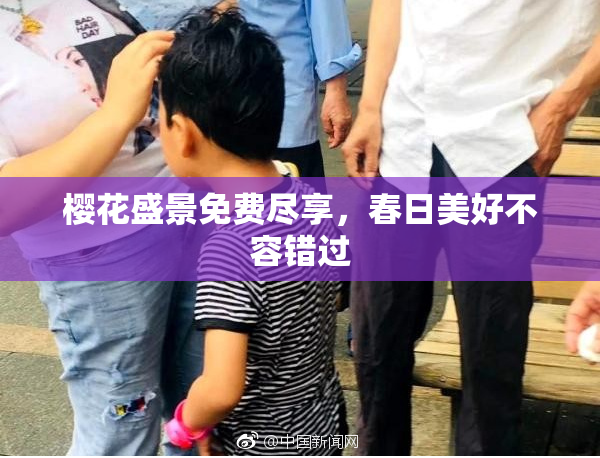 樱花盛景免费尽享，春日美好不容错过