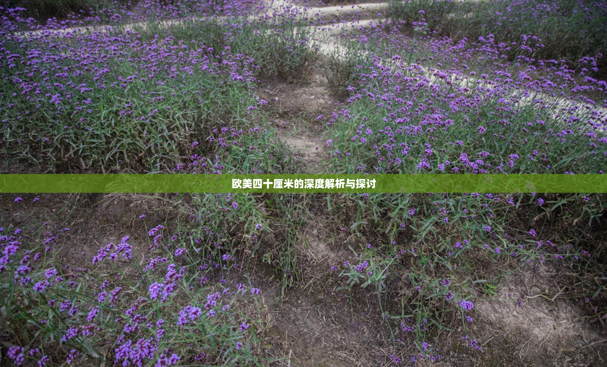 欧美四十厘米的深度解析与探讨