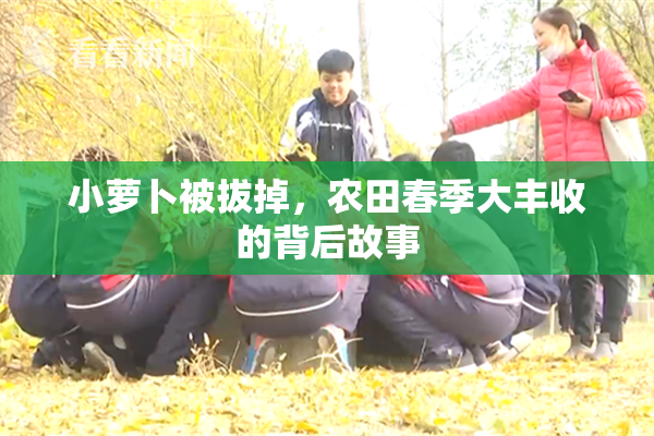 小萝卜被拔掉，农田春季大丰收的背后故事