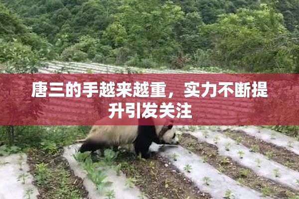 唐三的手越来越重，实力不断提升引发关注