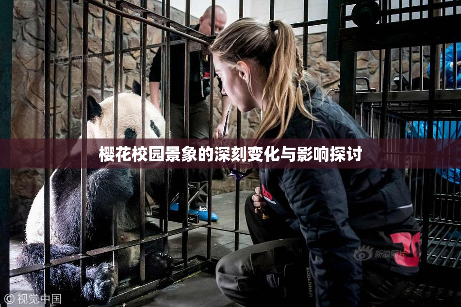 樱花校园景象的深刻变化与影响探讨