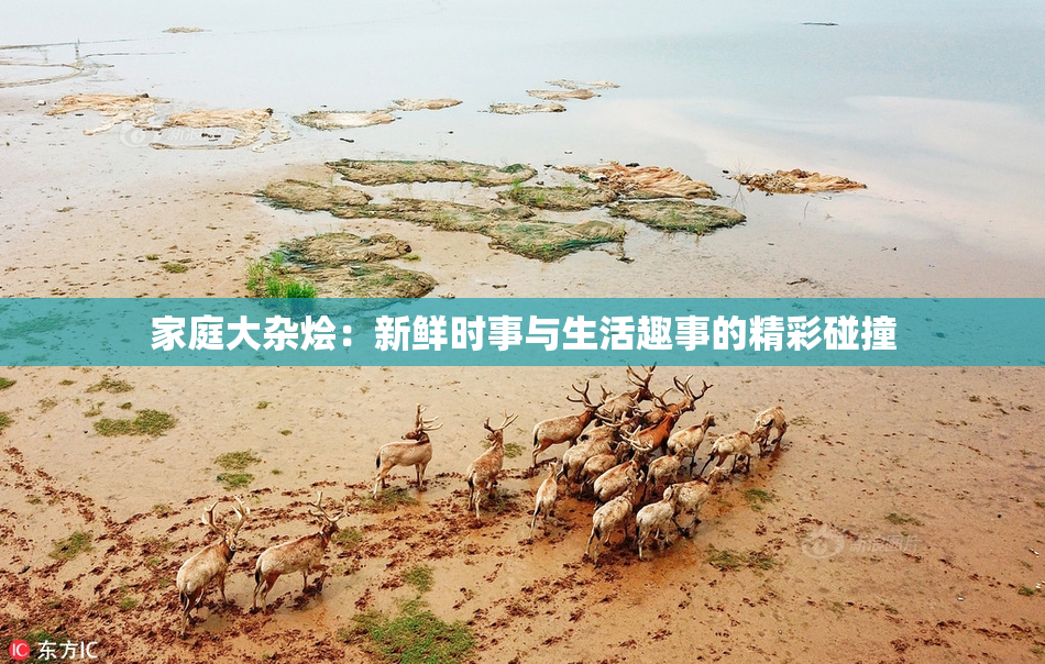 家庭大杂烩：新鲜时事与生活趣事的精彩碰撞