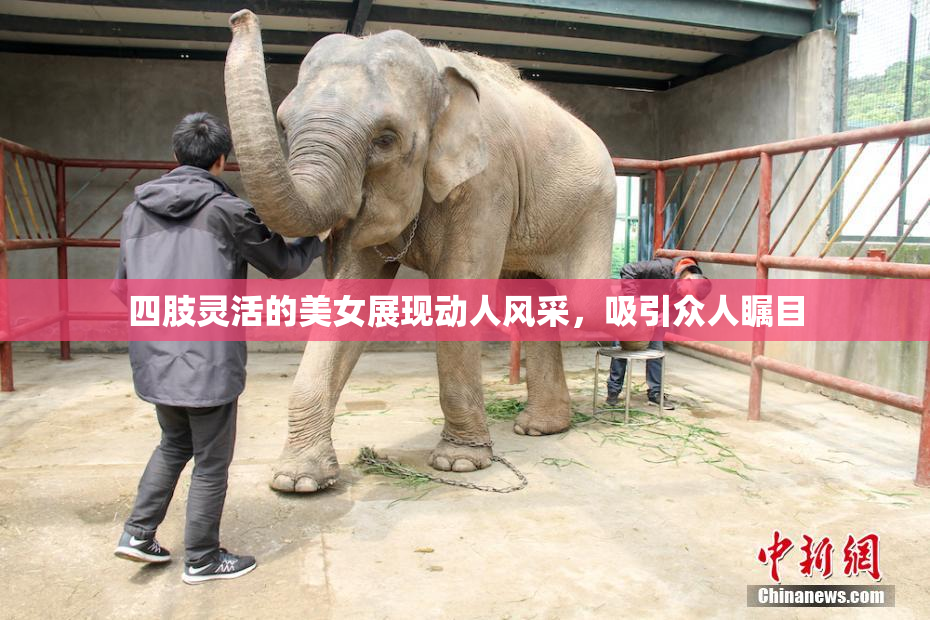 四肢灵活的美女展现动人风采，吸引众人瞩目