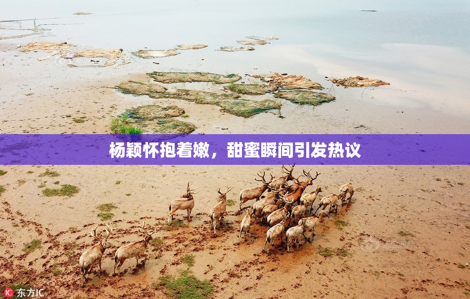 杨颖怀抱着嫩，甜蜜瞬间引发热议