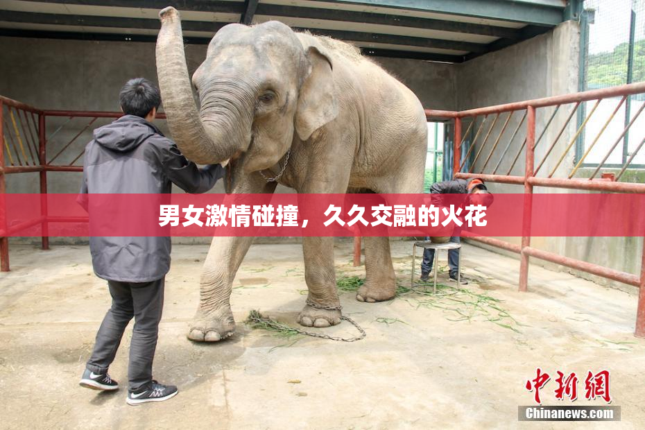 男女激情碰撞，久久交融的火花