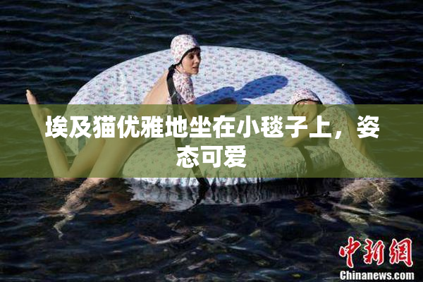 埃及猫优雅地坐在小毯子上，姿态可爱