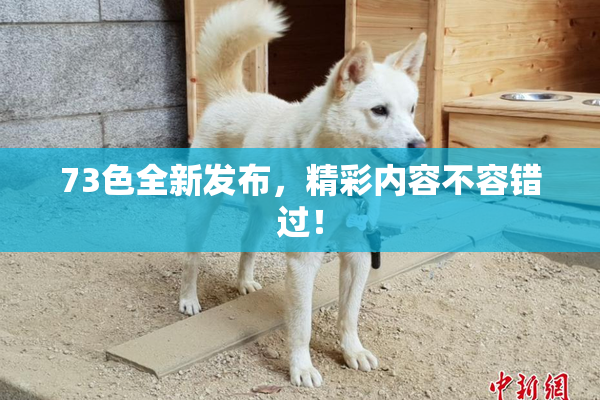 73色全新发布，精彩内容不容错过！