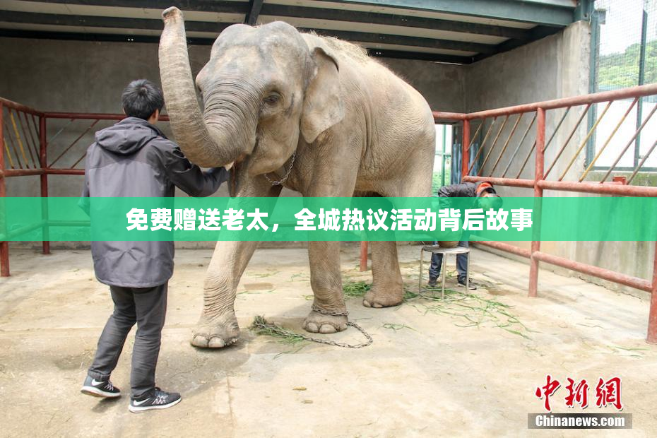 免费赠送老太，全城热议活动背后故事