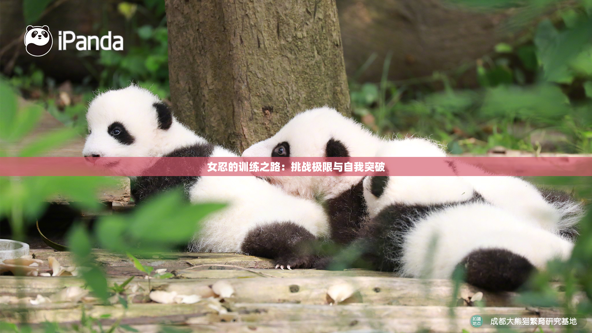 女忍的训练之路：挑战极限与自我突破