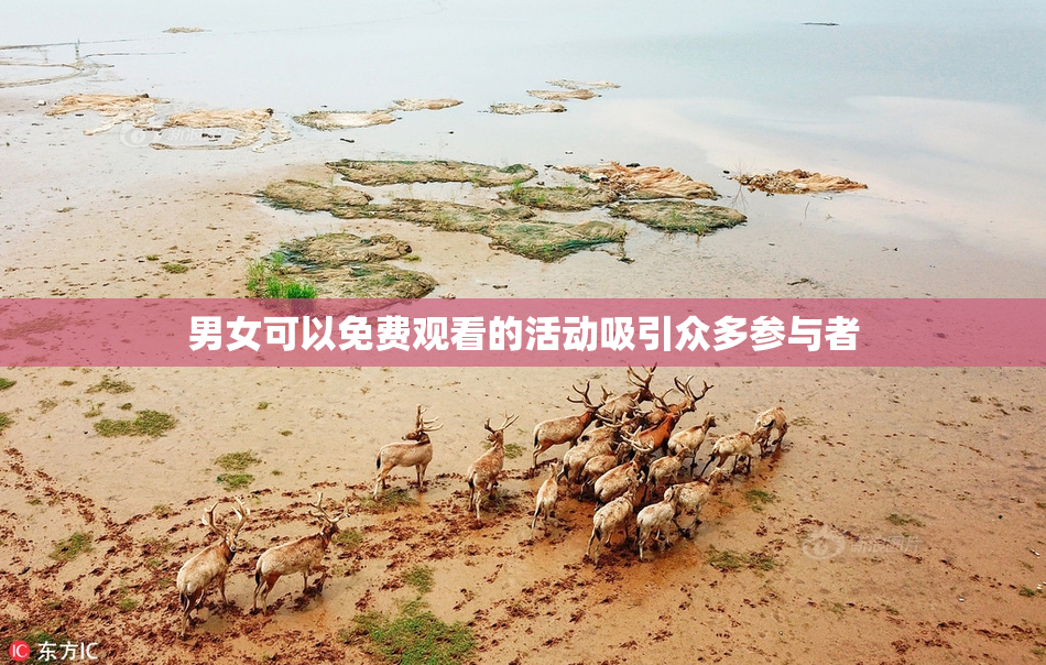 男女可以免费观看的活动吸引众多参与者