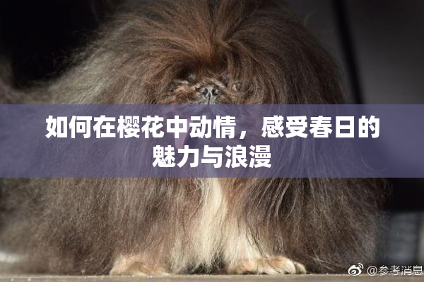 如何在樱花中动情，感受春日的魅力与浪漫