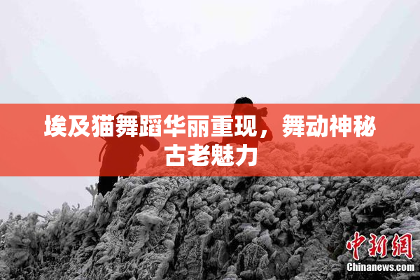 埃及猫舞蹈华丽重现，舞动神秘古老魅力