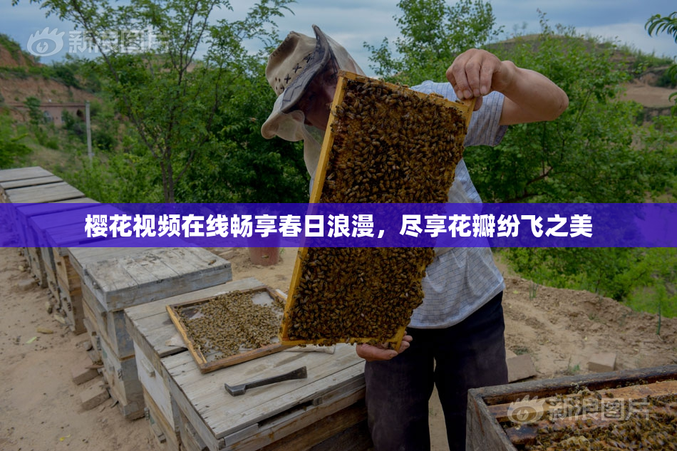 樱花视频在线畅享春日浪漫，尽享花瓣纷飞之美