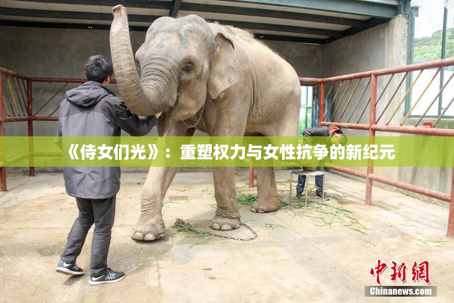 《侍女们光》：重塑权力与女性抗争的新纪元