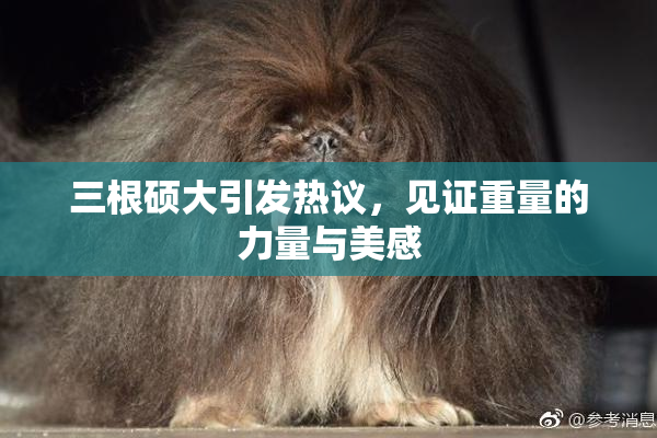 三根硕大引发热议，见证重量的力量与美感