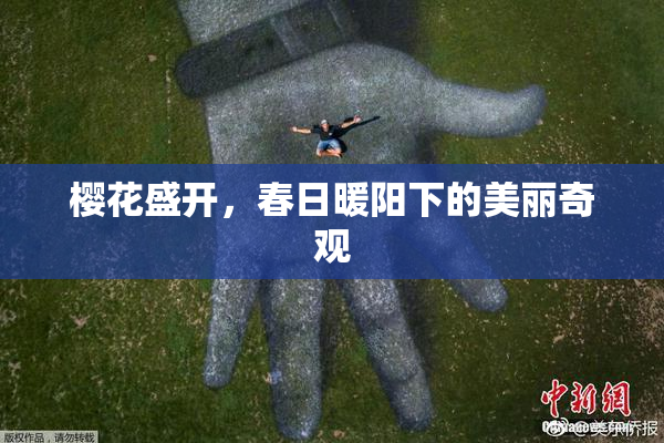 樱花盛开，春日暖阳下的美丽奇观