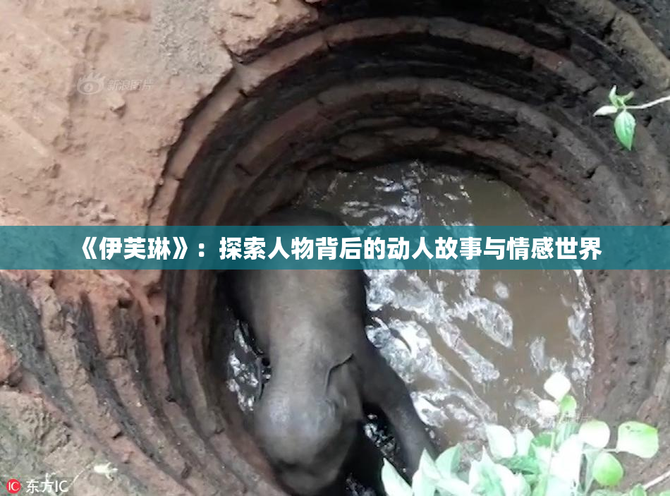 《伊芙琳》：探索人物背后的动人故事与情感世界