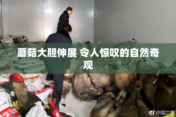 蘑菇大胆伸展 令人惊叹的自然奇观