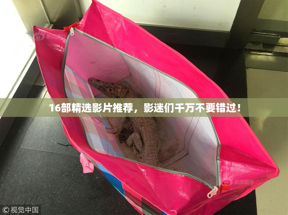 16部精选影片推荐，影迷们千万不要错过！