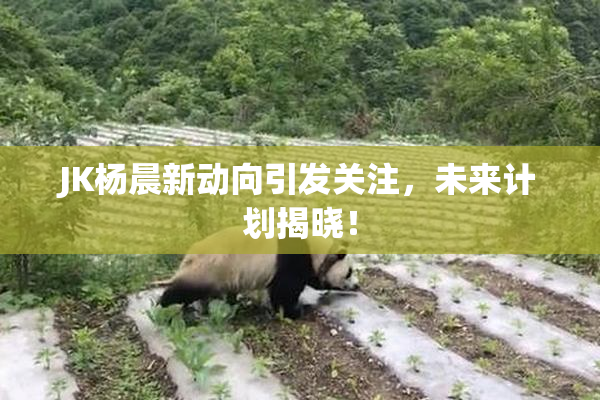 JK杨晨新动向引发关注，未来计划揭晓！