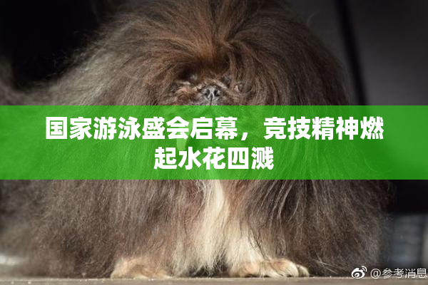 国家游泳盛会启幕，竞技精神燃起水花四溅