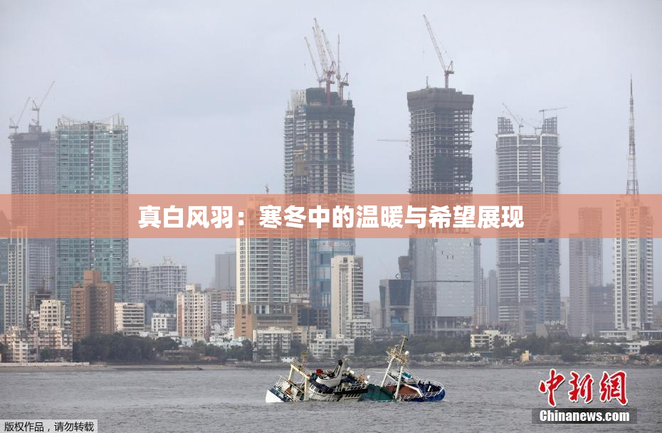 真白风羽：寒冬中的温暖与希望展现
