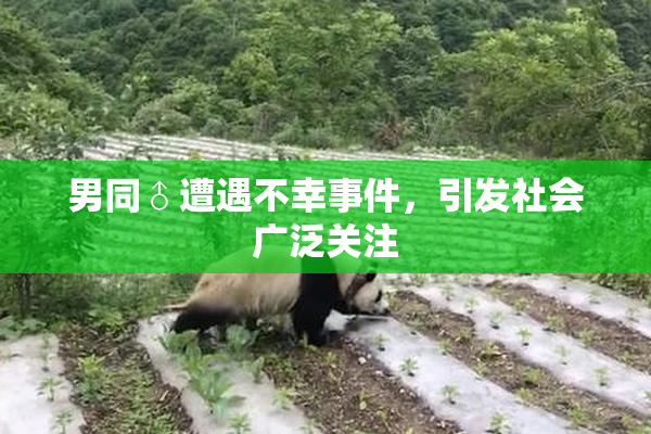 男同♂遭遇不幸事件，引发社会广泛关注