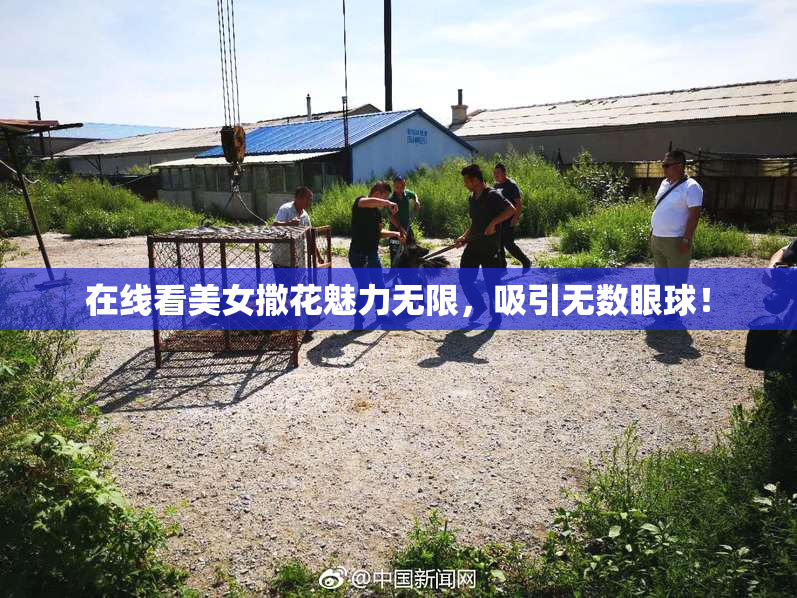 在线看美女撒花魅力无限，吸引无数眼球！