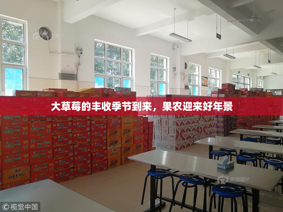 大草莓的丰收季节到来，果农迎来好年景
