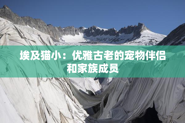 埃及猫小：优雅古老的宠物伴侣和家族成员